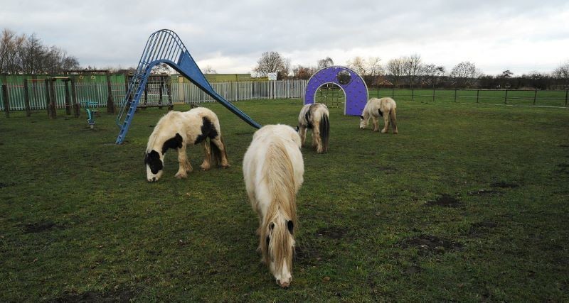 Other image for Horseplay causing chaos in village